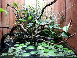 Pin By Just A Guy On Aqua Terra Paludarium Planted Aquarium Aquascape Winter Garden