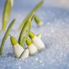 The meaning behind the flower. Flowers That Symbolize Youth A To Z Flowers