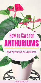 Anthuriums How To Care For This Long Blooming And Tropical Houseplant Natalie Linda Flowering House Plants Tropical House Plants Anthurium Plant