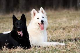 The Ultimate Guide To The White German Shepherd K9 Web