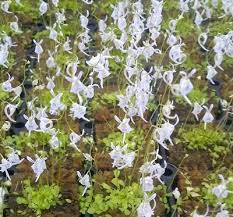 Image result for Utricularia scandens