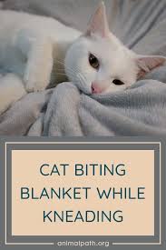 Cat Biting Blanket While Kneading In 2020 Cat Biting Cats Cat Repellant