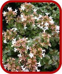 Fiori sempreverde giardino piante perenni piante da ombra vivaio. Abelia Chinensis Consigli Coltivazione E Cura