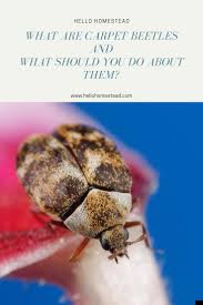 What Are Carpet Beetles And What Should You Do About Them Tiny Pantry Beetle Carpet