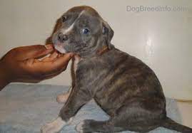 An adorable little staffordshire bull terrier puppy. Spencer The Blue Nose Brindle Pit Bull S Pedigree And Lines