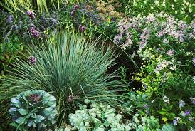 3.6 out of 5 stars 11. 10 Great Ornamental Grasses To Grow In Containers