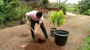 Nama lain buah kedondong yaitu ambarella, hog plum, hevi (filipina), mokah (kamboja), gway (myanmar), makak farang (thailand). Ims Tabulampot Tanaman Buah Dalam Pot Youtube