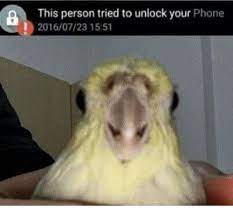 Think somebody has quickly looked . This Person Tried To Unlock Your Phone Google Search Memes Old Memes Person