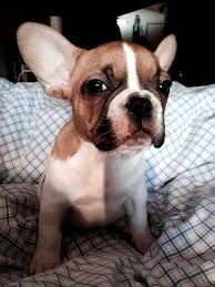 uysal ev kopegi bulldog kopek yavru kopek