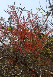 Image result for Combretum microphyllum