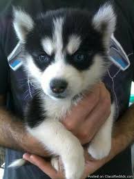 It's free to post an ad. Miniature Siberian Husky Puppies Price 800 For Sale In Orlando Arkansas Best Pets Online