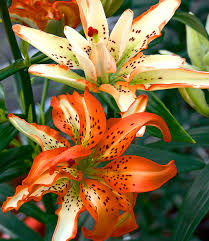In der kategorie lilien finden sie lilie 'mapira' und weitere angebote. Lilie Must See 1a Blumenzwiebeln Kaufen Baldur Garten