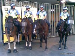 Police Horses Perth Western Australia Western Australia Rodeo Horses Horses