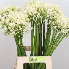 Check spelling or type a new query. Agapanthus White 70cm Wholesale Dutch Flowers Florist Supplies Uk