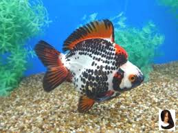 Catching Color Eye Ryukin Tri Eye Catching Tri Color Ryukin Eye Catching Tri Color Ryukin Ryukin Goldfish Pet Fish Goldfish Tank