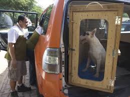 Ground transport to and from airports. Uae Pet Relocations By Animal People Dubai Abu Dhabi Dkc