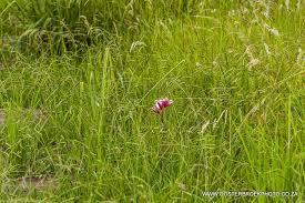 Image result for Crinum rautanenianum