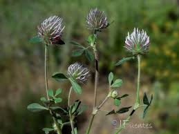 Image result for Trifolium isthmocarpum