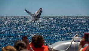 Maybe you would like to learn more about one of these? Where Can You Find The Best Whale Watching In Maine
