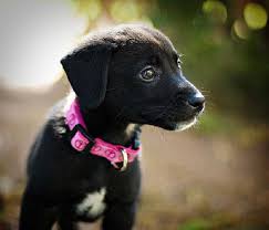 Enjoy a mix of hypoallergic browse the extensive collection of cute affordable puppies and pick your. 63 Pitbull Border Collie Mix Puppies For Sale L2sanpiero