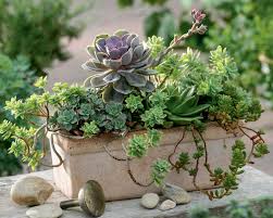 Agaven sind wie viele andere sukkulenten arten regelmäßig auch in großen sammlungen in botanischen gärten vertreten. Sukkulenten Pflanzen Pflege Und Tipps Mein Schoner Garten