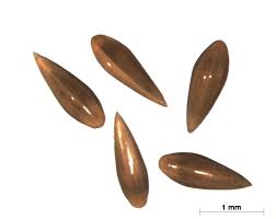 Image result for Sporobolus bechuanicus