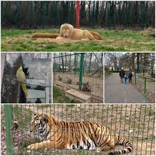 Biletul de intrare costa 3 lei, un fleac! GrÄdina ZoologicÄ De La Bucov Èi A Prelungit Programul Pentru Vizitatori Cand PoÈi Merge Èi Care Sunt Tarifele De Intrare Foto Observatorul Prahovean