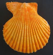 Image result for Cleistochlamys