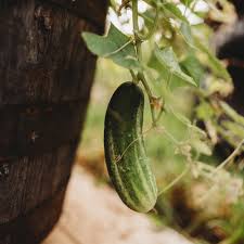 Image result for Cucumis quintanilhae
