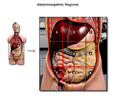 This method is often used to locate a pain or describe the location of a tumor. Human Anatomy Physiology 1