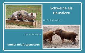 Beugen sie finanziellen schäden durch tierseuchen, unfälle und krankheiten vor. Schweine Als Haustiere Uberlegungen Vor Der Anschaffung Schweineleben De