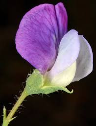 Image result for Lathyrus hirsutus