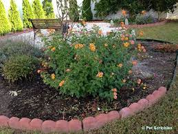 Known for its carefree nature. Lantana A Flower Garden Rock Star Garden Sanity By Pet Scribbles