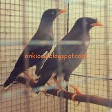 Kumpulan suara jalak kebo memang berbeda dengan kicauan burung yang lain. 500 Gambar Burung Jalak Kebo Jantan Hd Gratis Gambar Id