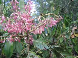 Image result for Triplaris americana