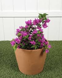 Image result for Bougainvillea
