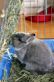With window hay and straw storage and rug storage. Diy Hay Rack Coding With Bunnies