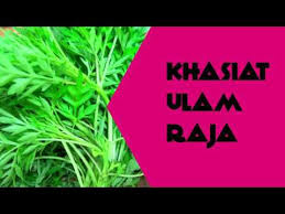 Mengkonsumsi daun ulam raja kabarnya bisa menjadi penyedap makanan dan meningkatkan nafsu makan. Khasiat Ulam Raja King Of Salad Youtube