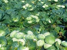 Asal usul tanaman kubis budidaya diduga berawal dari kubis liar (brassica oleracea var. 13 Cara Sukses Budidaya Kubis Kol Di Dataran Rendah Panen Melimpah Berita Pertanian Mitalom