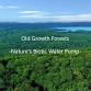 Old Growth Forest: Nature's Biotic Water Pump event image