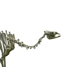 Intervertebral joint flexibility demonstrated in camelus dromedarius. The Cambridge Camel Is Just Plain Wrong Sauropod Vertebra Picture Of The Week