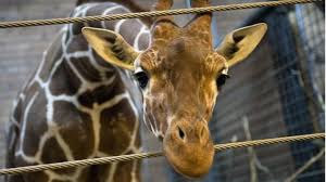 Den 3 juli 1898 invigdes parken zoo som en av sveriges första folkparker. Why Did Copenhagen Zoo Kill Its Giraffe Bbc News