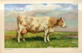 Original Vintage Russian Color Lithograph Cow Cattle Folio Cow Art Art Painting Art