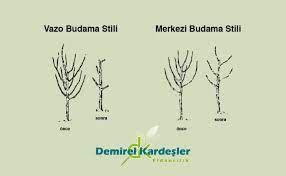 O da kasım sonu olabilir. Meyve Agaci Budama Resimli Anlatim Demirel Kardesler Fidancilik