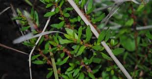 Image result for Laurembergia tetrandra