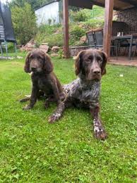 Image result for německý ohař dlouhosrstý