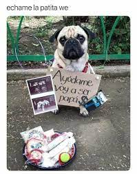 Ayudame Con Una Patita Voy A Ser Padre Me Ayudas Expertoanimal Mundoanimal Reinoanimal Animales Natural Chistes De Perros Perros Graciosos Memes Perros