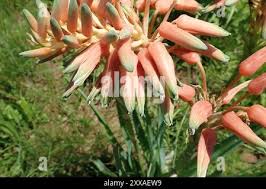 Image result for Aloe cooperi