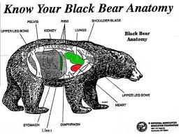 Black Bear Shot Placement Archery Black Bear Hunting Shot Placement Black Bear Hunting Hunting Bear Hunting