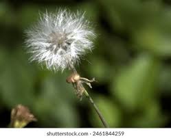 Image result for Emilia abyssinica